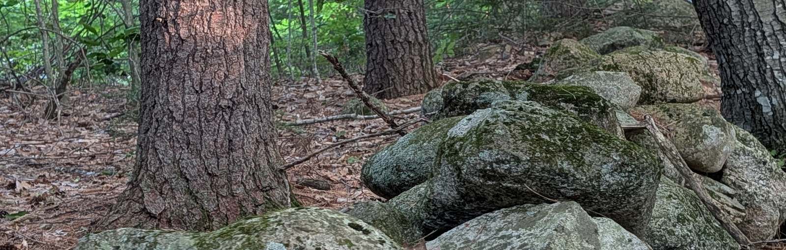 Colonial-era stone wall running through the woodlot