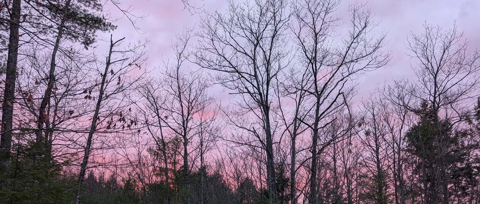 Sunset over the woodlot canopy in New Durham, New Hampshire